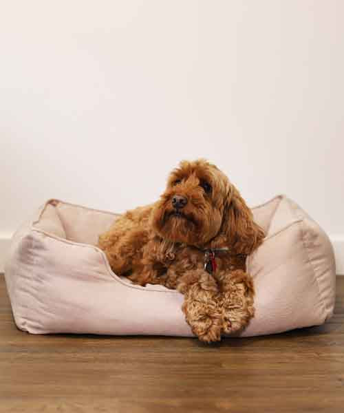 40 Winks Thin Twill Beige Dog Bed Hot on Sale