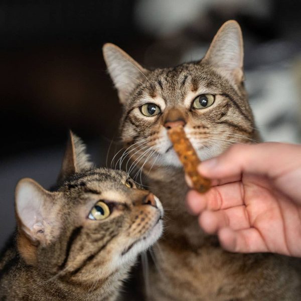 Snack Dentário de Salmão para Gatos on Sale