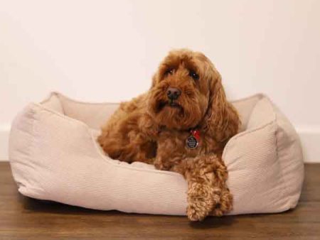 40 Winks Cord Square Bed Beige Dog Bed Fashion